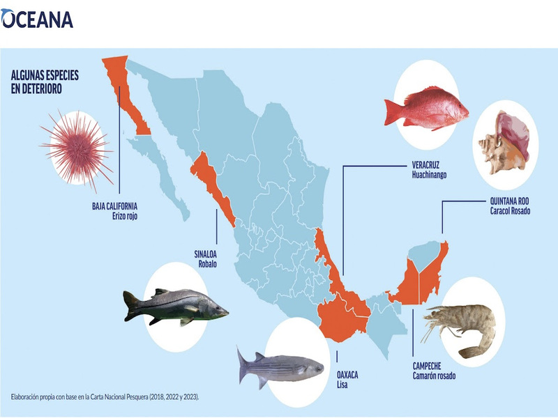 Crisis en pesca por pérdida de especies: Oceana